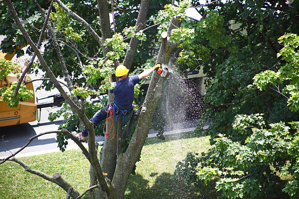 Best Tree Health Inspection  in USA